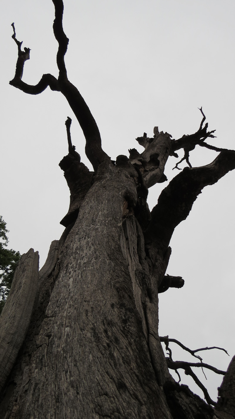 Никто не сможет определить возраст этого  дерева-охранника.