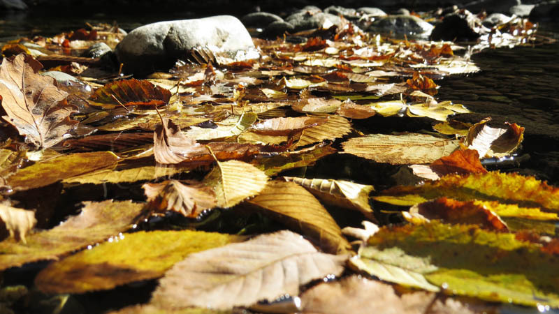 Осенние листья прибились к камням.