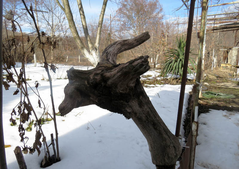 Лёва нашёл этот корень, почистил и выставил.