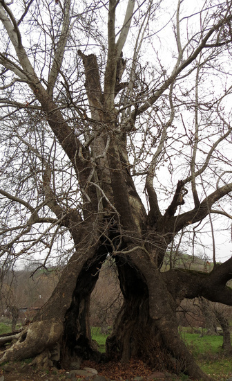 Старый дуб с большим обгоревшим  сквозным дуплом.
