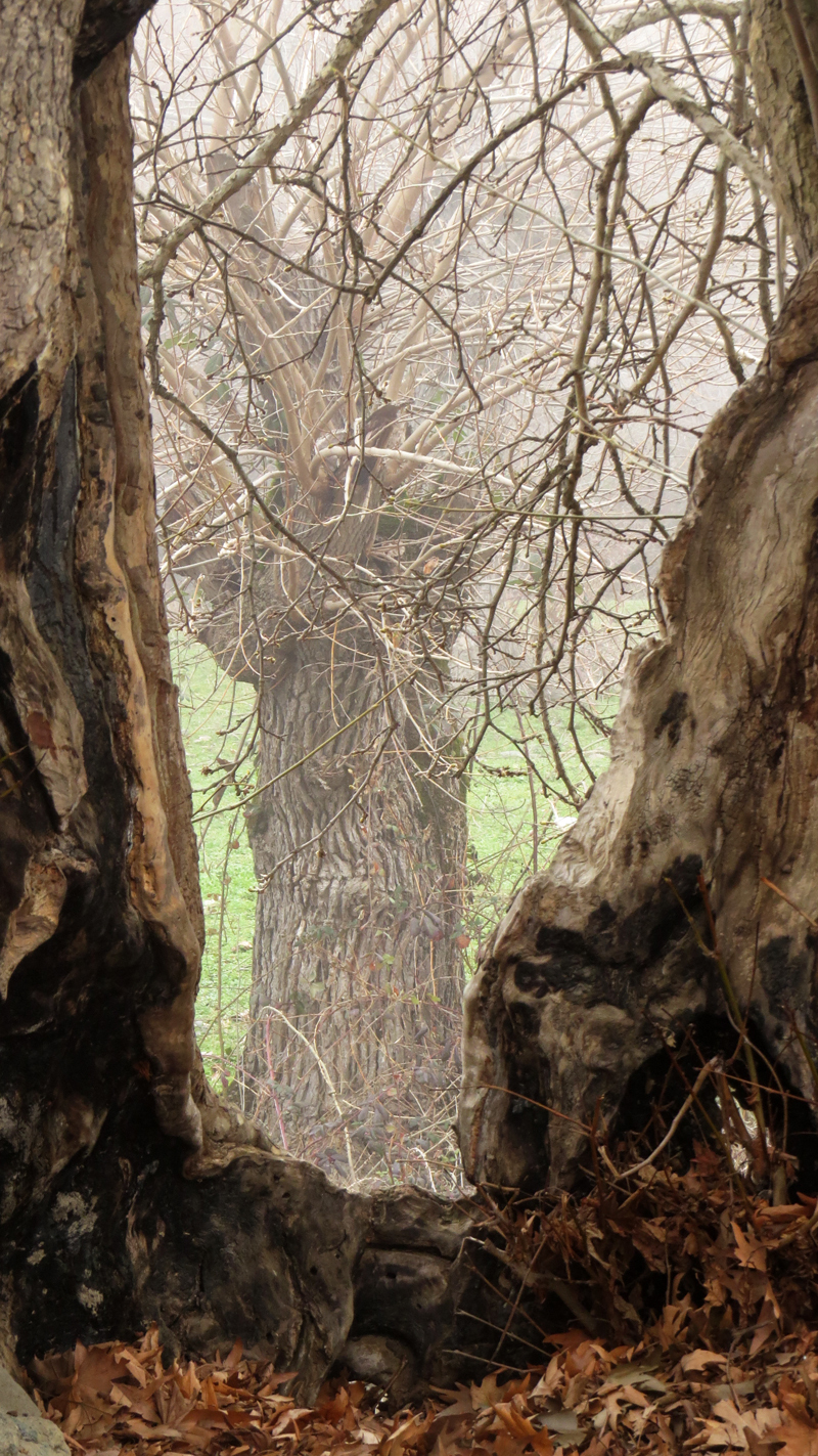  Тутовое дерево сквозь дупло. Приближено максимально.