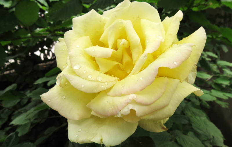 Жёлтая роза. Жёлтая роза.