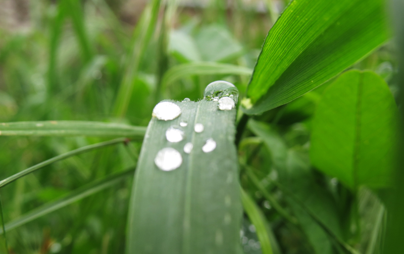 Прозрачная капля. Прозрачная капля.