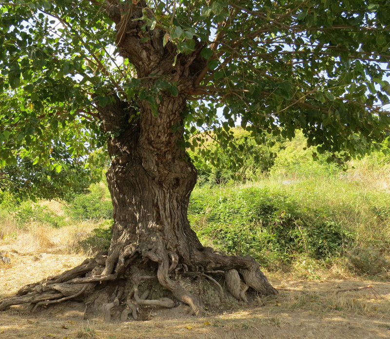 Корни. Дерево стоит вертикально. Корни. Дерево стоит вертикально.