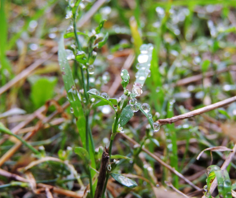 Осення роса - 2. Осення роса - 2.