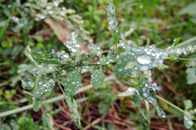 Осення роса - 3. Осення роса - 3.