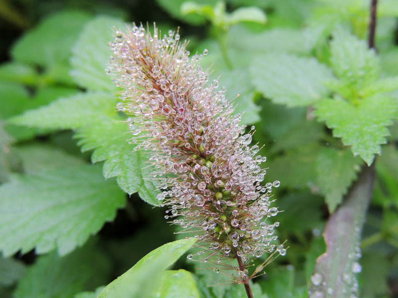 Осенняя роса - 8. Осенняя роса - 8.