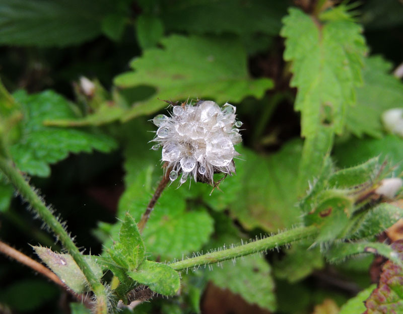 Осенняя роса - 9. Осенняя роса - 9.