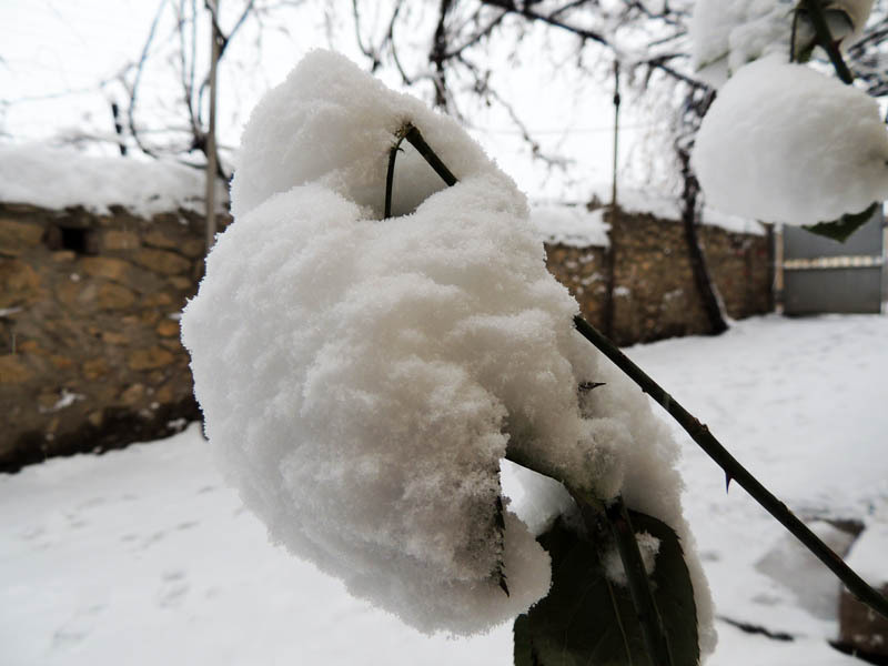 Зимний день 15. Зимний день 15.