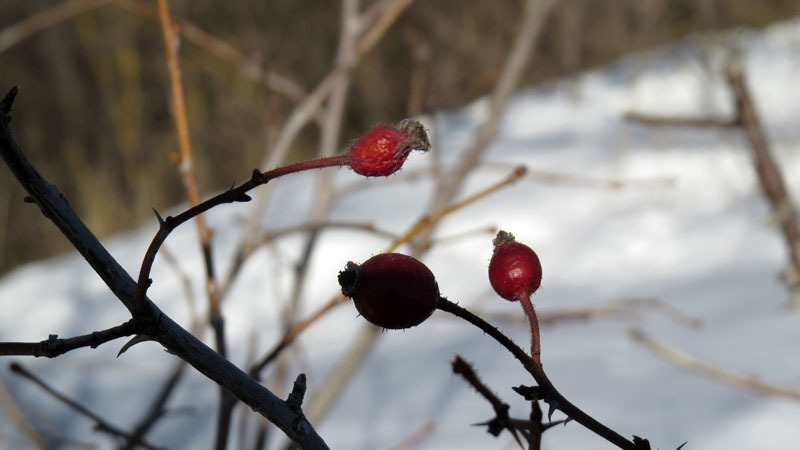Виртуальная выставка, январь - 15. Виртуальная выставка, январь - 15.