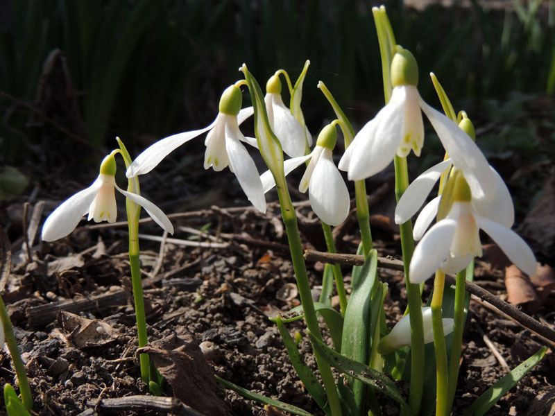 Подснежники. Подснежники.