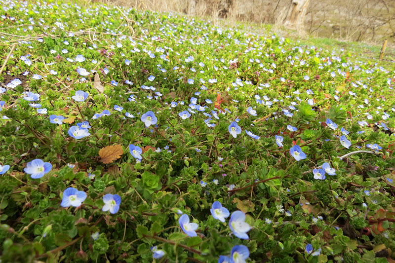 Небольшое поле первоцветов.