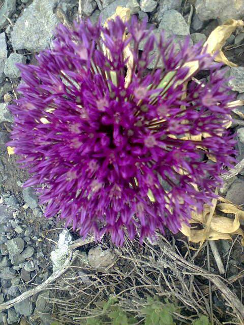 Анзур-Лук Суворова.